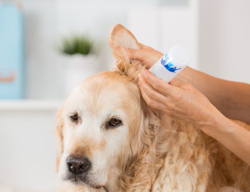 Ear Infections in Dogs: How to Prevent and Treat Recurring Issues