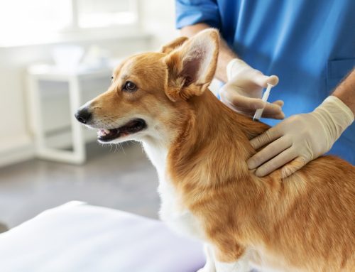 Lifelong Protection: Your Essential Guide to Pet Vaccinations at Every Age