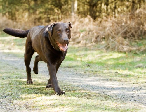 Limping Decoded: Understanding Your Pet’s Pain & The Power of Veterinary Diagnostics