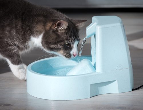 Hot Weather & Pets: Essential Tips for Safe Summer Adventures
